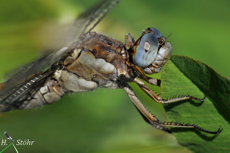 Südlicher Blaupfeil (Orthetrum brunneum)